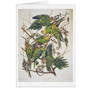 Carolina Parakeet, from 'Birds of America', 1829