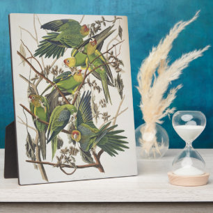Carolina Parakeet, from 'Birds of America', 1829 Plaque