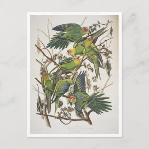 Carolina Parakeet, from 'Birds of America', 1829 Postcard