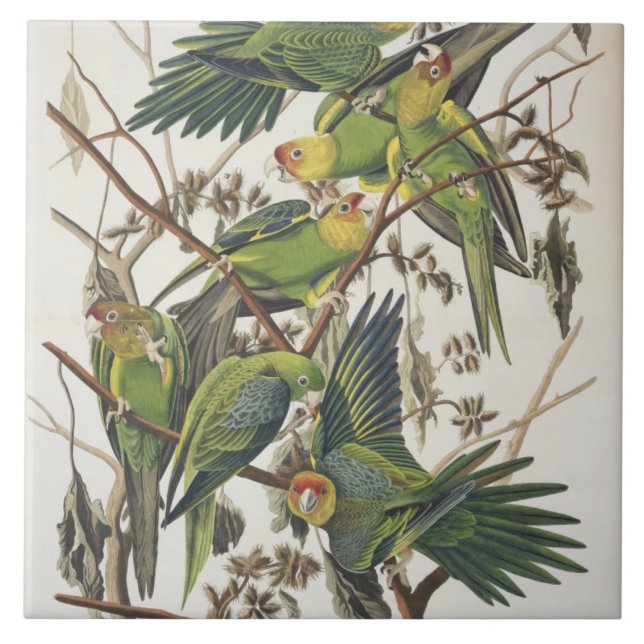 Carolina Parakeet, from 'Birds of America', 1829 Tile (Front)