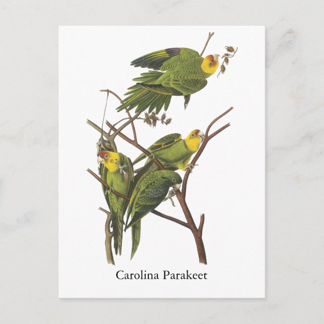 Carolina Parakeet, John Audubon Postcard (Front)