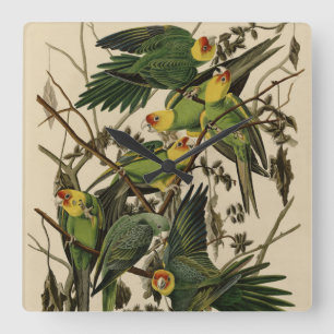 Carolina Parrot from Audubon's Birds of America Square Wall Clock