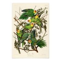 Carolina Parrot John Audubon Birds of Ameria