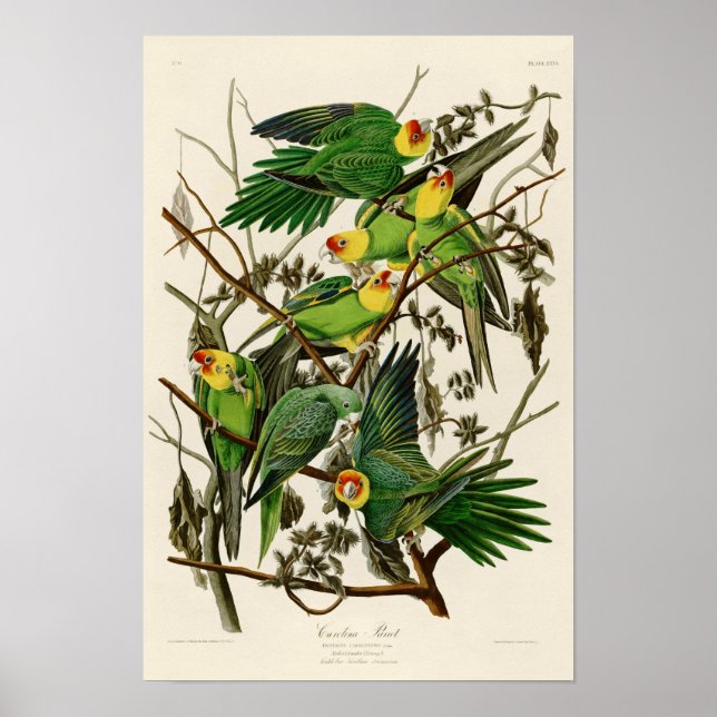 Carolina Parrot John Audubon Birds of Ameria Poster (Front)