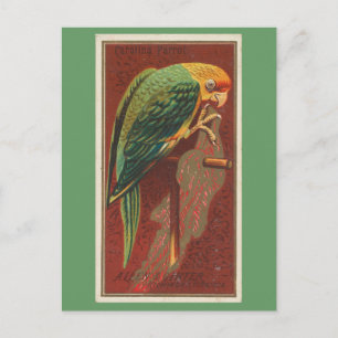 Carolina Parrot Postcard