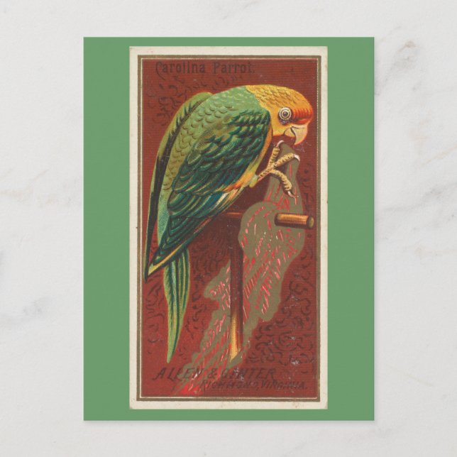 Carolina Parrot Postcard (Front)
