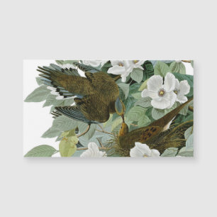 Carolina Pigeon Audubon Morning Dove Bird