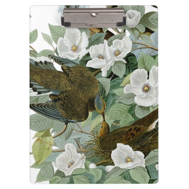 Carolina Pigeon Audubon Morning Dove Bird Clipboard (Front)