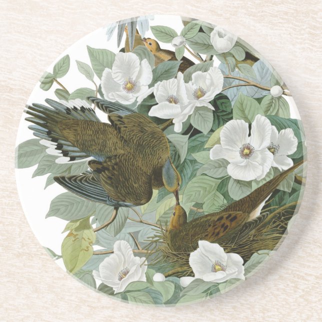 Carolina Pigeon Audubon Morning Dove Bird Coaster (Front)