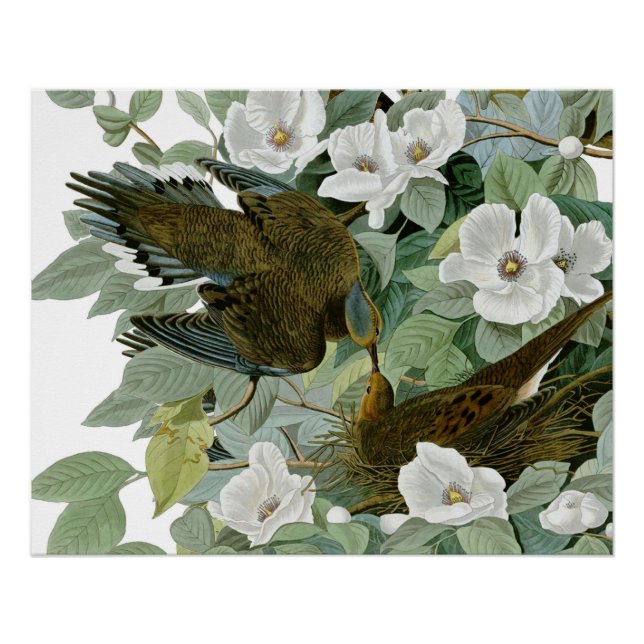 Carolina Pigeon Audubon Morning Dove Bird Poster (Front)