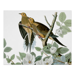 Carolina Pigeon Audubon Morning Dove Bird Poster