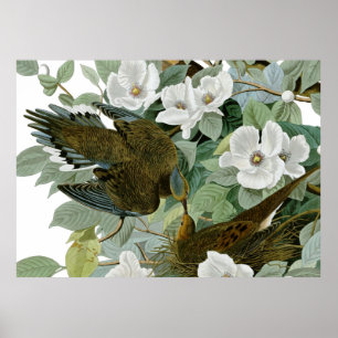 Carolina Pigeon Audubon Morning Dove Bird Poster