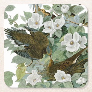 Carolina Pigeon Audubon Morning Dove Bird Square Paper Coaster