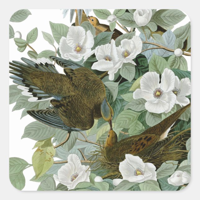 Carolina Pigeon Audubon Morning Dove Bird Square Sticker (Front)