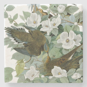 Carolina Pigeon Audubon Morning Dove Bird Stone Coaster