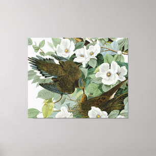 Carolina Pigeon Audubon Morning Dove Canvas Print