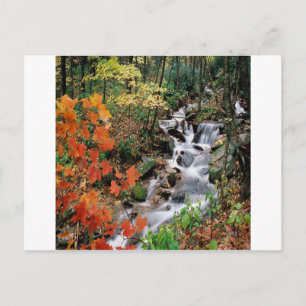 Carolina Stream Postcard