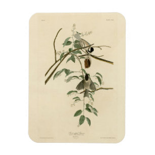 Carolina Titmouse from Audubon's Birds of America Magnet