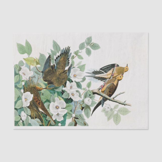 Carolina Turtle Dove, Birds of America by John Jam Tissue Paper (Front)