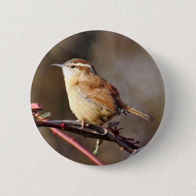 Carolina Wren Button (Front)