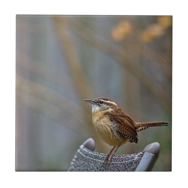Carolina Wren Ceramic Tile (Front)