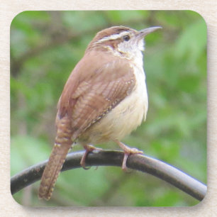 Carolina Wren Coaster