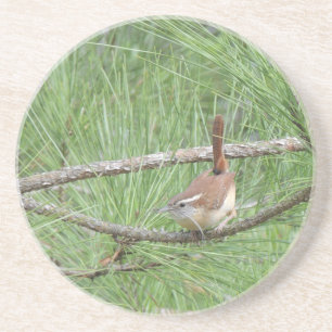 Carolina Wren in Pine Tree Coaster