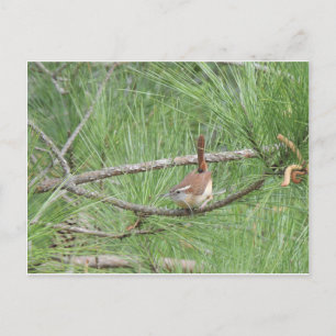Carolina Wren in Pine Tree Postcard