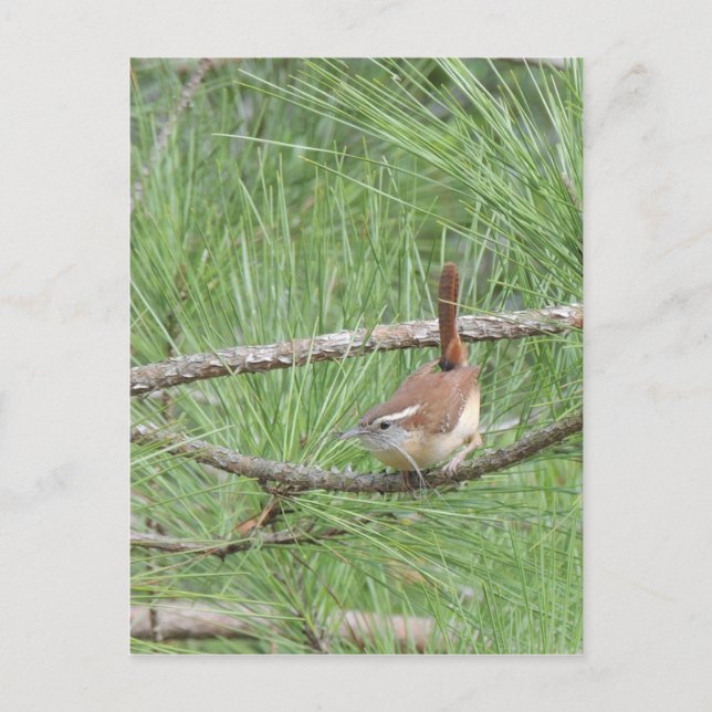 Carolina Wren in Pine Tree Postcard (Front)