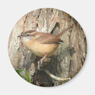 Carolina Wren magnet