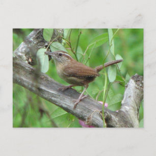 Carolina Wren Postcard