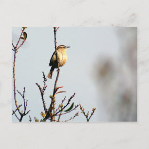 Carolina Wren Postcard