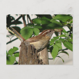 Carolina Wren Postcard