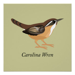 Carolina Wren Poster