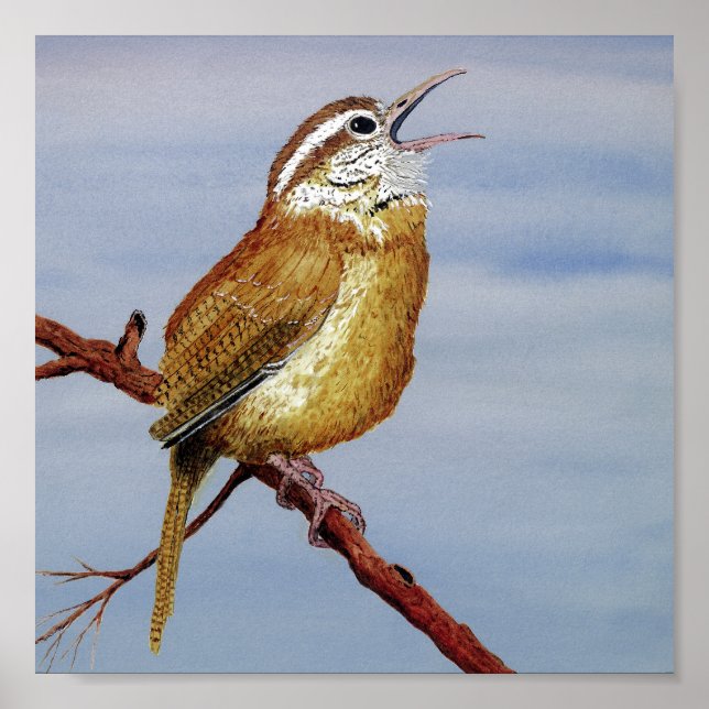 Carolina Wren Poster (Front)