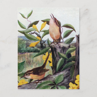 Carolina Wrens and Yellow Jessamine Postcard