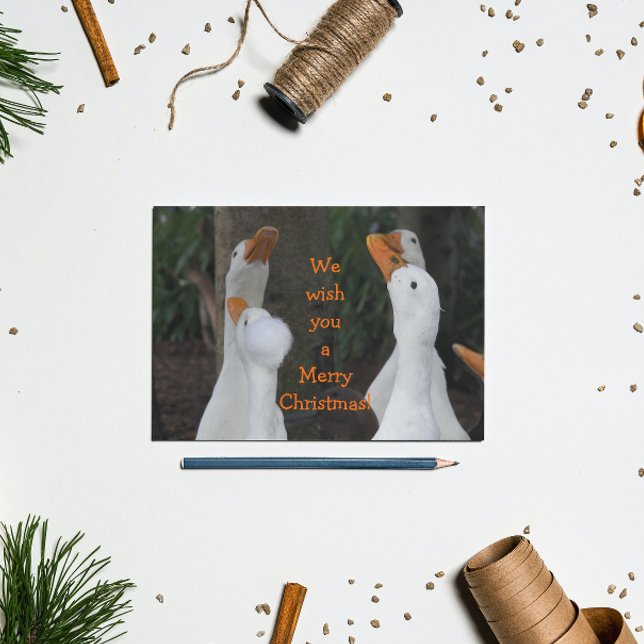 Caroling White Ducks Christmas Holiday Postcard (In Situ)