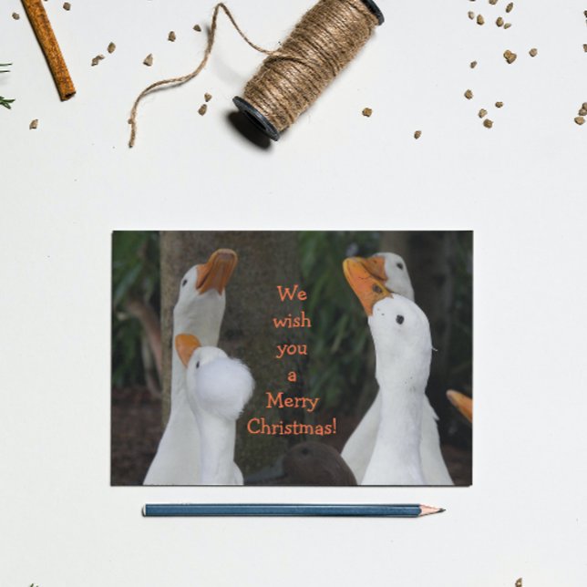 Caroling White Ducks Funny Holiday Card (In Situ)