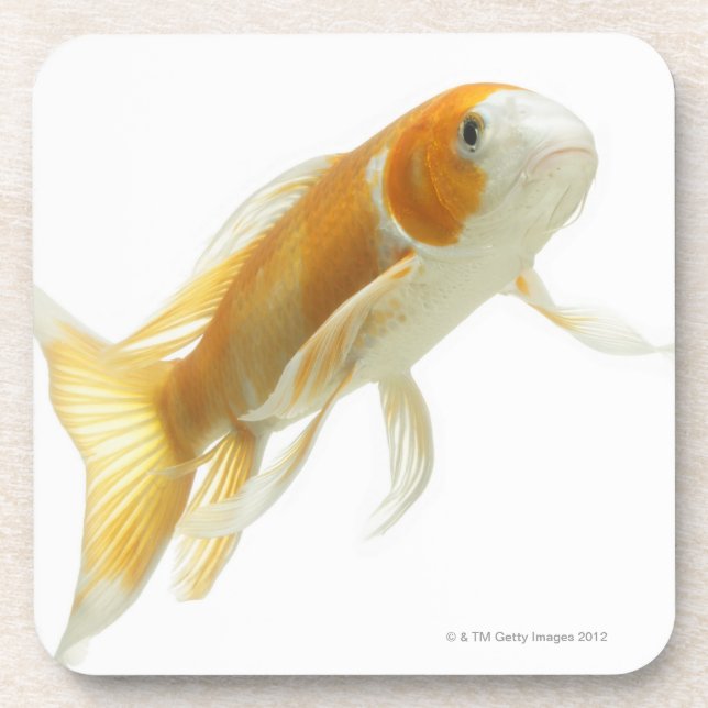 Carp (Cyprinus carpio) Coaster (Front)