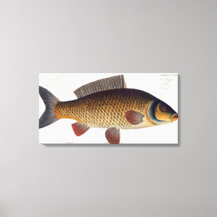 Carp (Cyprinus Carpio) plate XVI from 'Ichthyologi Canvas Print