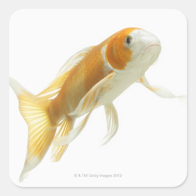 Carp (Cyprinus carpio) Square Sticker (Front)