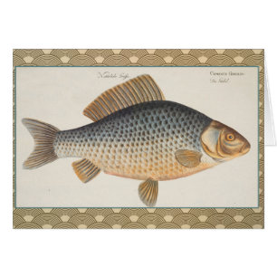 Carp fish fishing painting freshwater drawing
