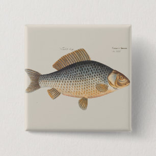 Carp fish fishing painting freshwater drawing  15 cm square badge