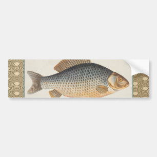 Carp fish fishing painting freshwater drawing bumper sticker