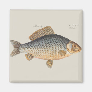 Carp fish fishing painting freshwater drawing magnet
