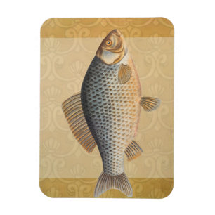 Carp fish fishing painting freshwater drawing magnet