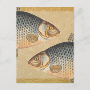 Carp fish fishing painting freshwater drawing postcard