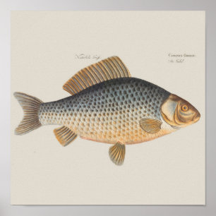 Carp fish fishing painting freshwater drawing poster