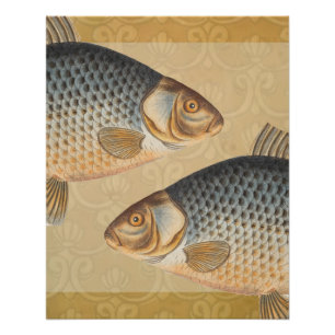Carp fish fishing painting freshwater drawing poster