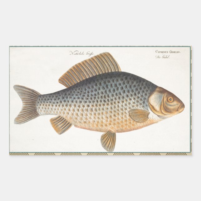 Carp fish fishing painting freshwater drawing  rectangular sticker (Front)
